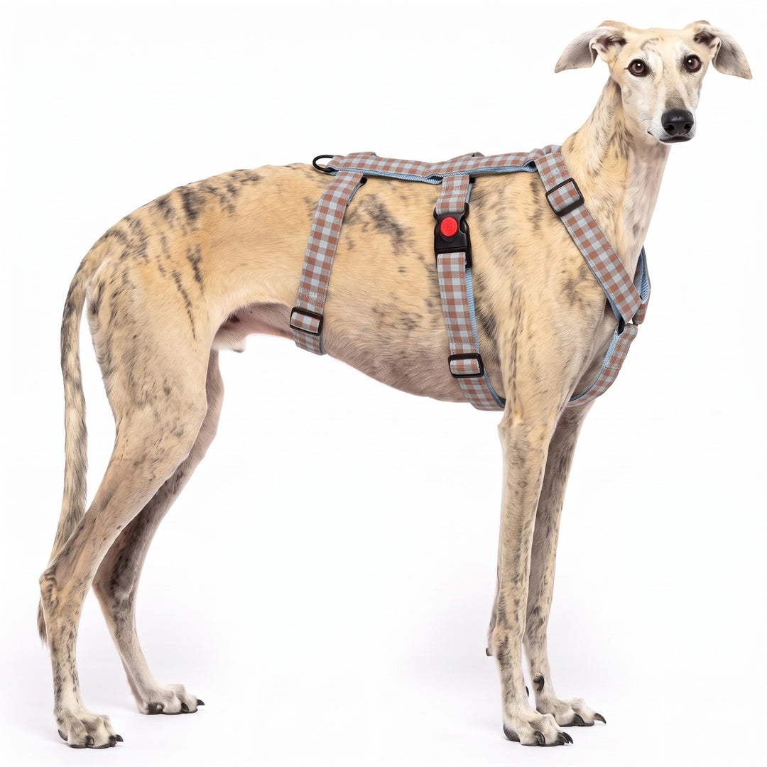 Arnés Antiescape para Galgo Vichy Bruno | Vetoven