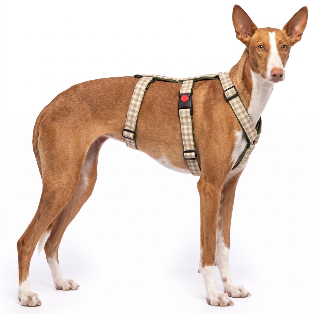 Arnés Antiescape para Galgo Vichy Bruno | Vetoven