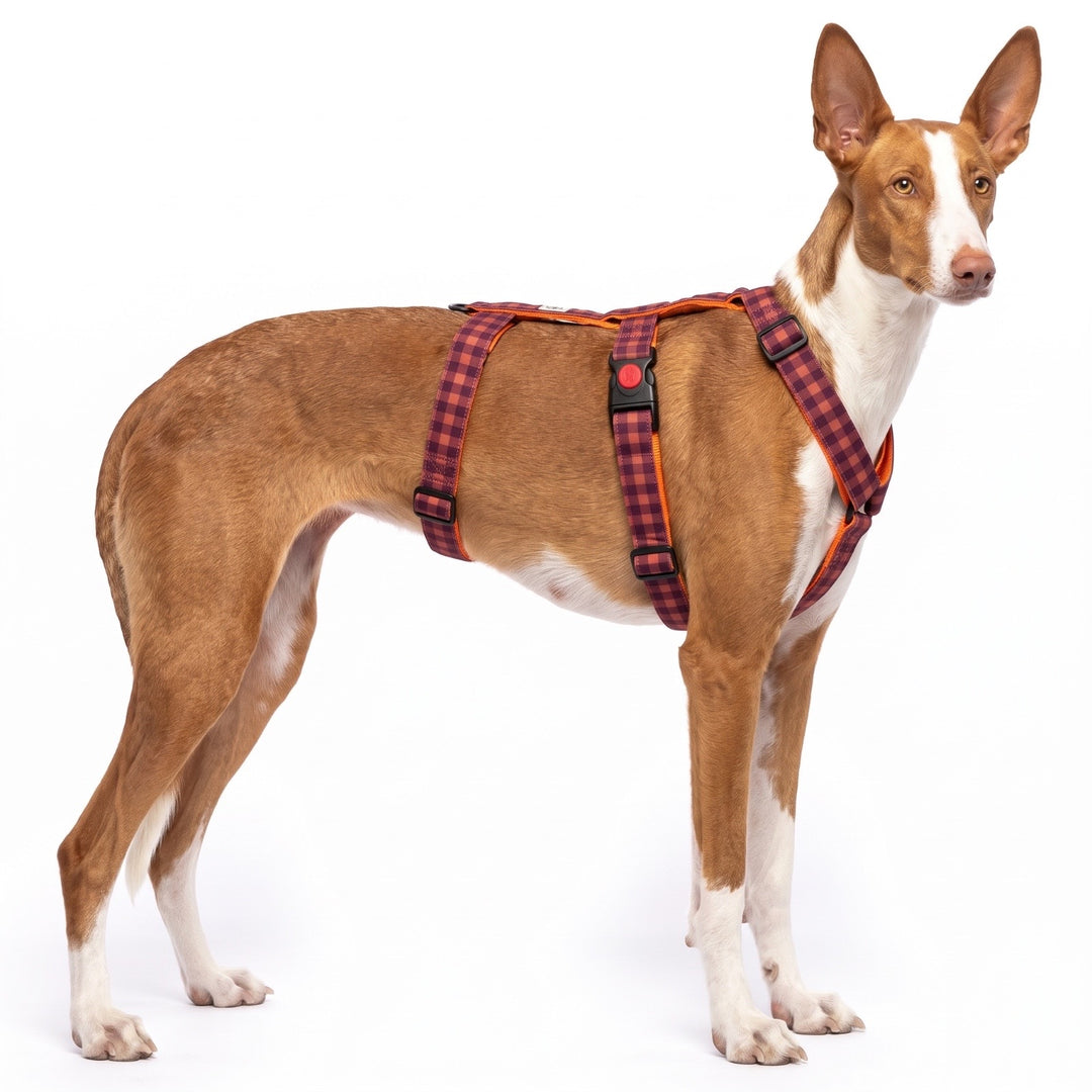 Arnés Antiescape para Galgo Vichy Teja | Vetoven