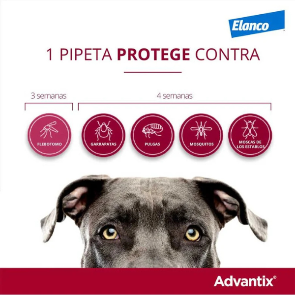 Pipetas Advantix: Protección Completa contra Parásitos para Perros
