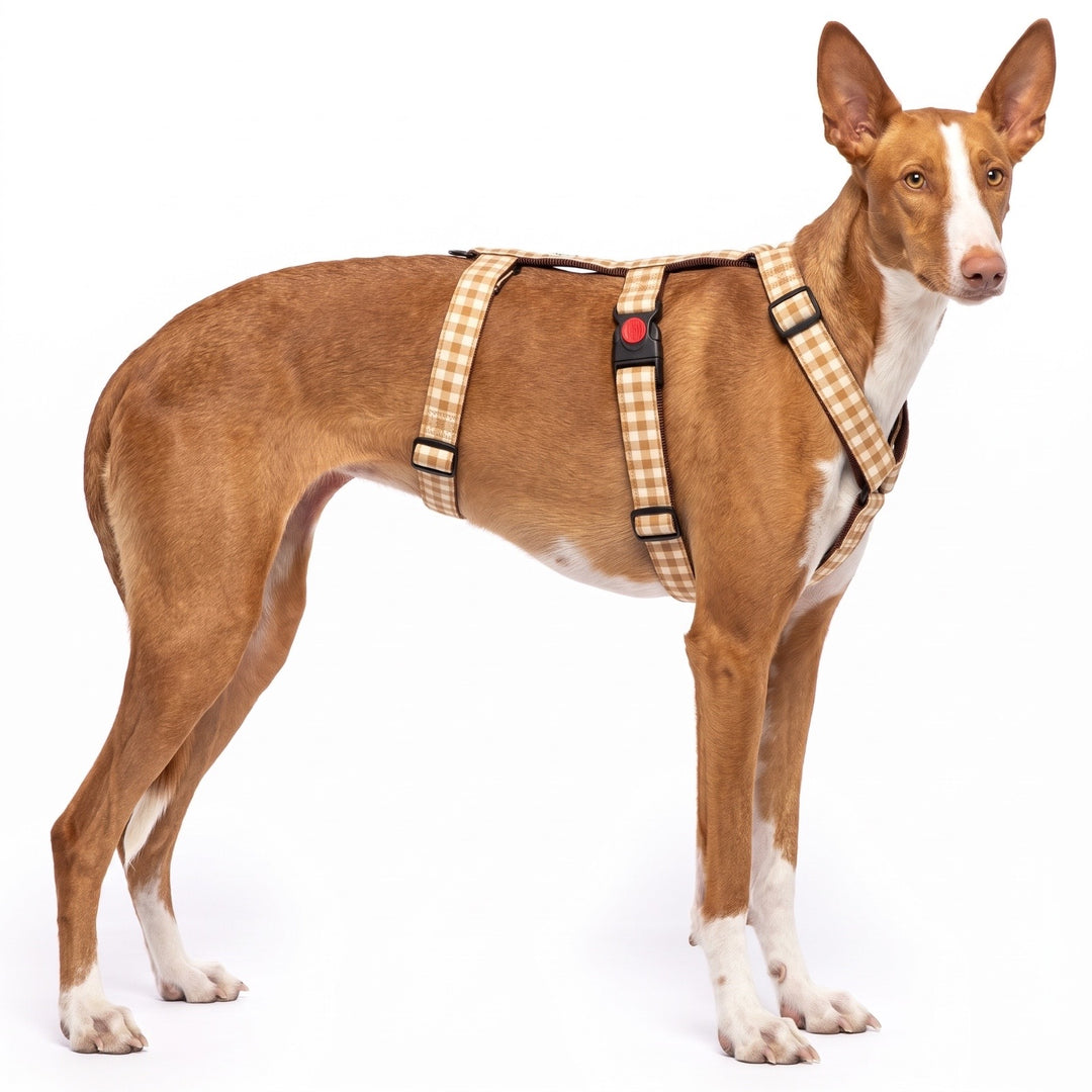 Arnés Antiescape para Galgo Vichy Bellota | Vetoven
