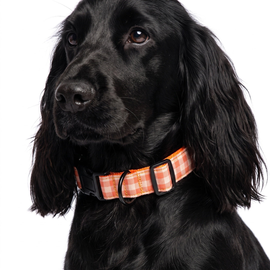 Collar Regulable Vichy Calabaza para Perro | Vetoven