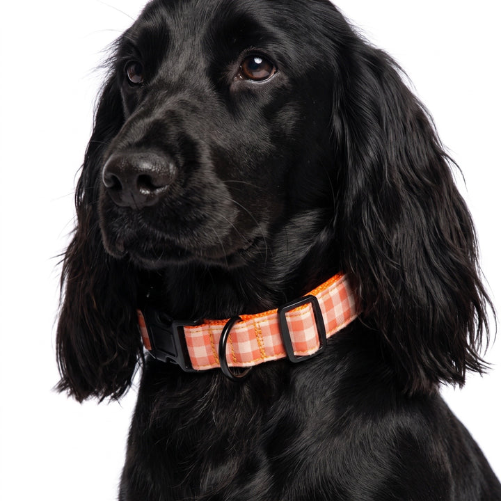 Collar Regulable Vichy Calabaza para Perro | Vetoven