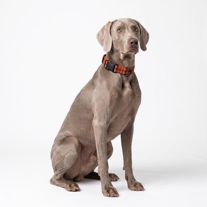 Collar Regulable Vichy Teja para Perro | Vetoven