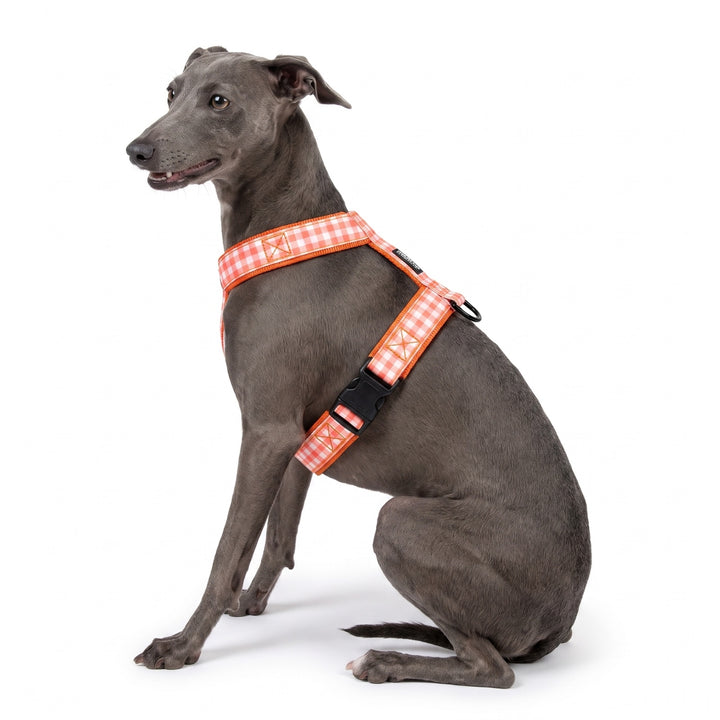 Arnés Regulable Vichy Calabaza para Perro | Vetoven