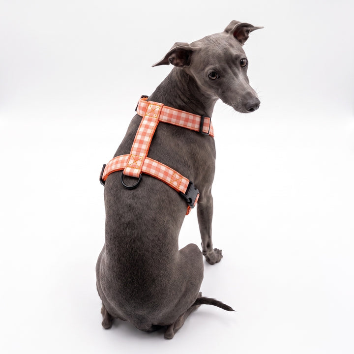Arnés Regulable Vichy Calabaza para Perro | Vetoven