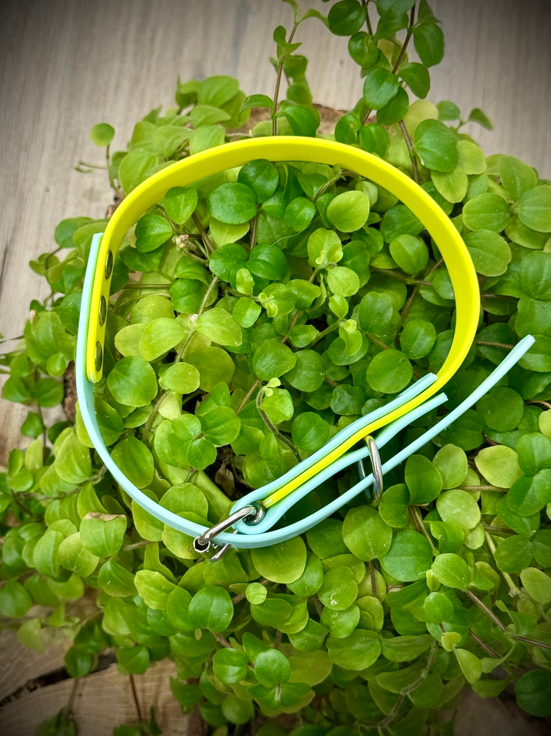Collar Playa Azul Vetoven – Ligereza, Estilo y Resistencia para Aventuras Veraniegas
