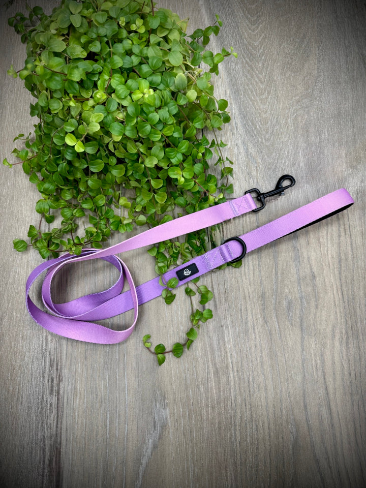 Correa Lavanda para Perro Vetoven – Colección Primavera