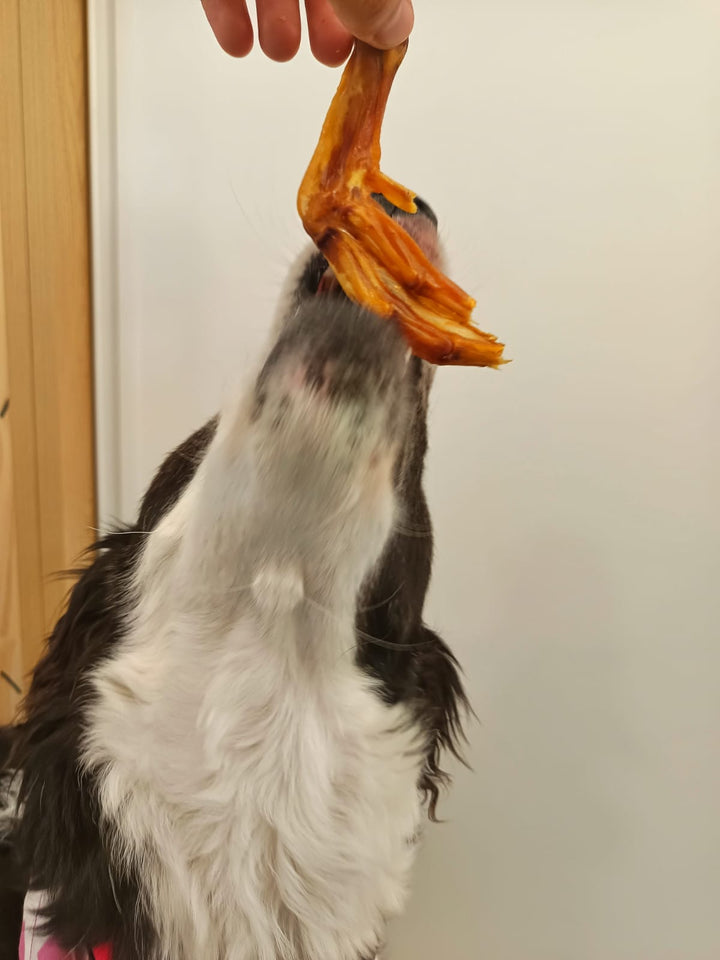 Pata de Pato