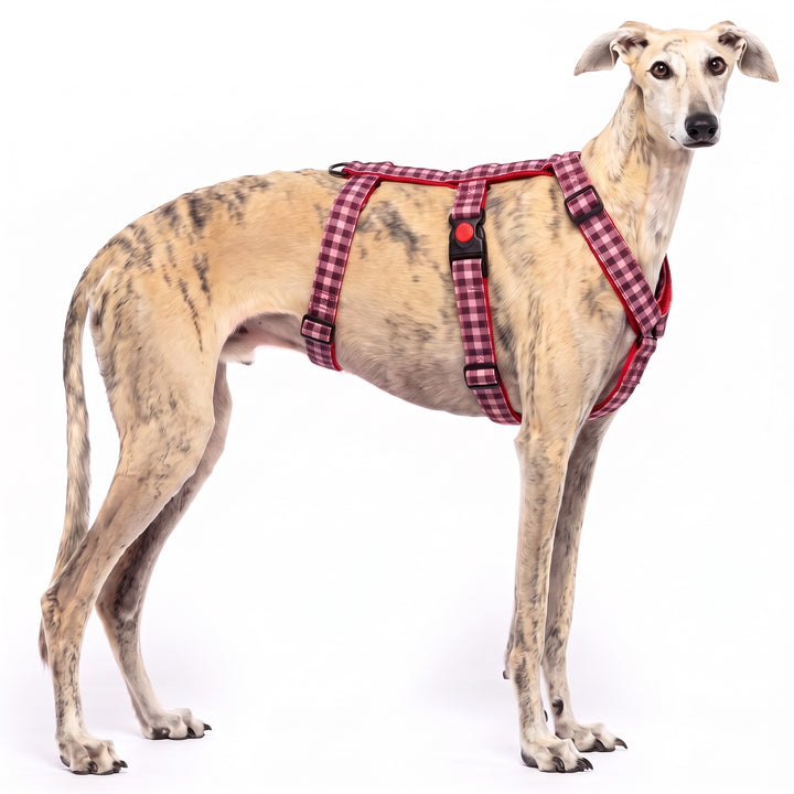 Arnés Antiescape para Galgo Vichy Cereza | Vetoven