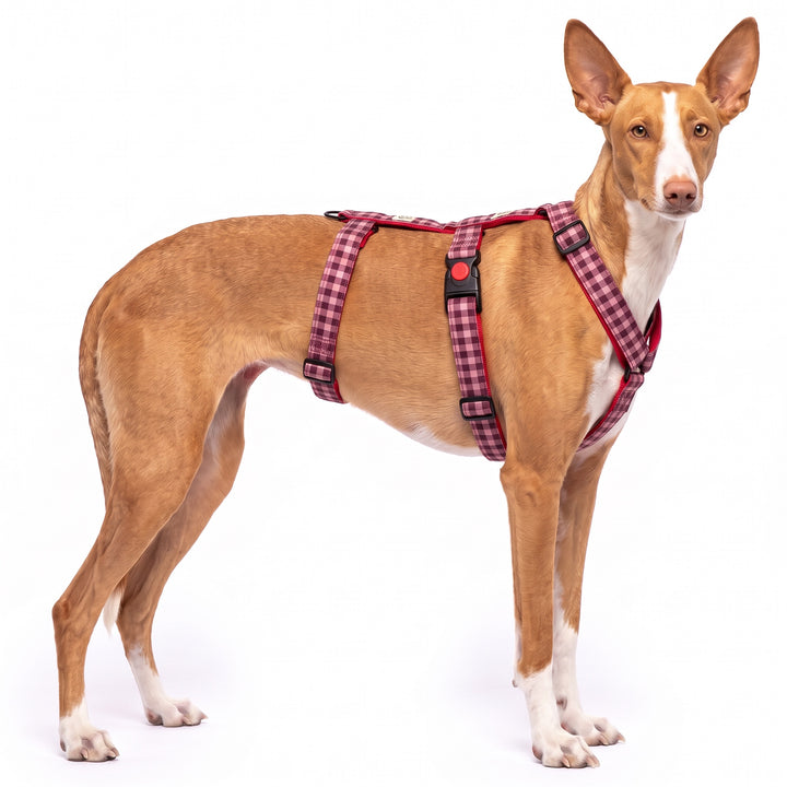 Arnés Antiescape para Galgo Vichy Cereza | Vetoven
