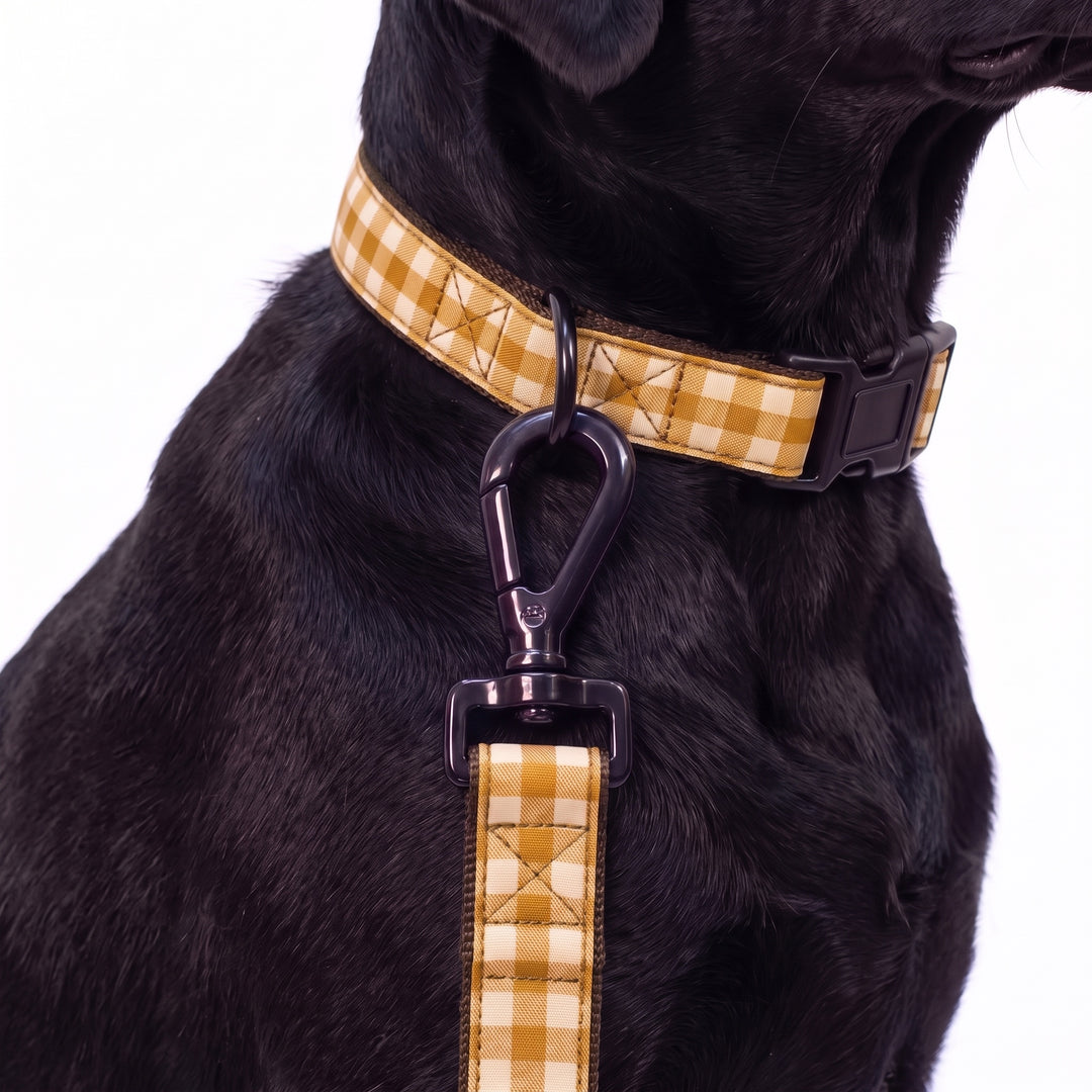 Correa Vichy Bellota para Perro | Vetoven