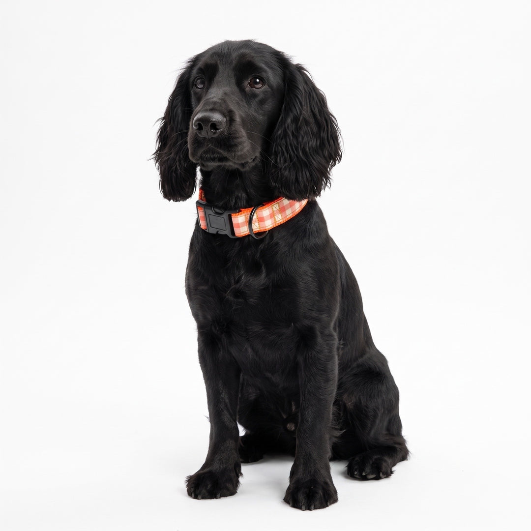 Collar Regulable Vichy Calabaza para Perro | Vetoven