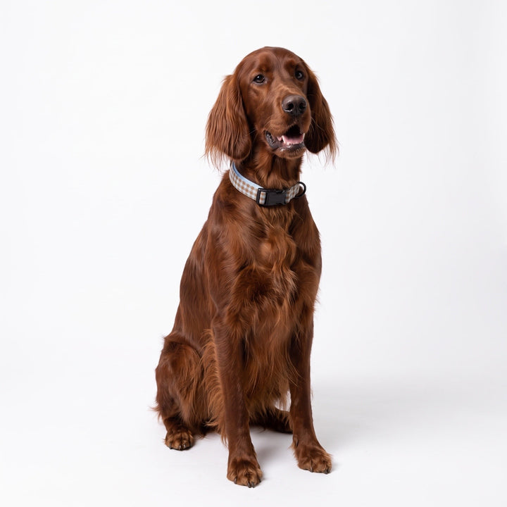 Collar Regulable Vichy Bruno para Perro | Vetoven