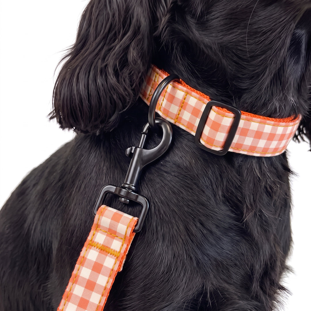 Correa Vichy Calabaza para Perro | Vetoven
