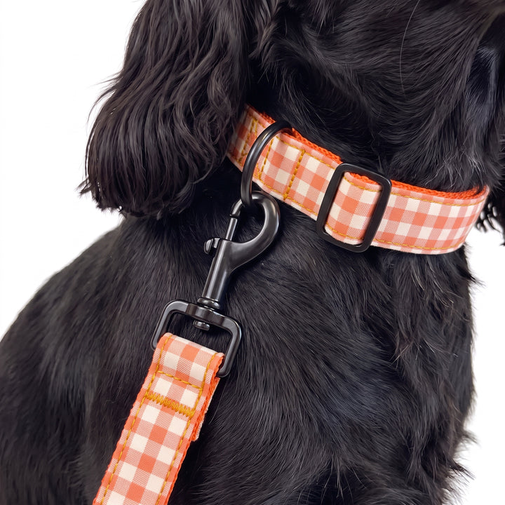 Correa Vichy Calabaza para Perro | Vetoven