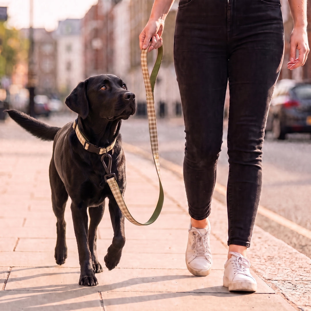 Correa Vichy Helecho para Perro | Vetoven