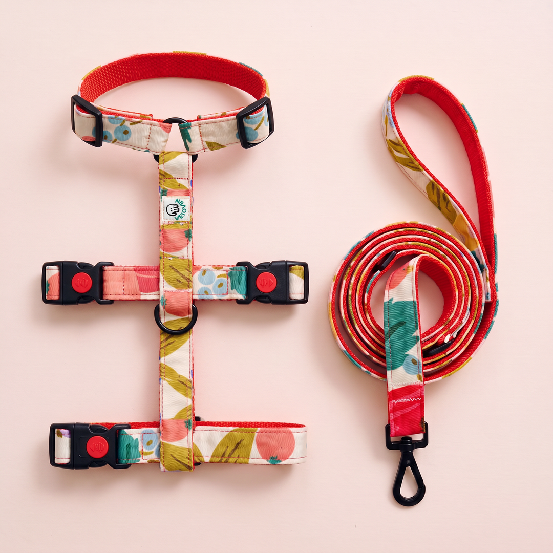 Set Paseo Galgo Arnés + Correa Flor de Grosella