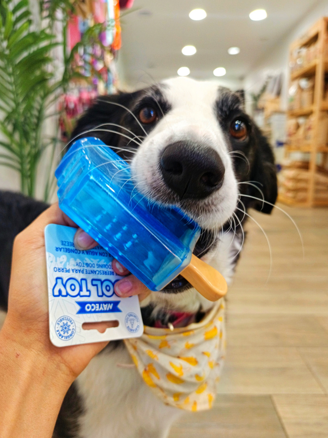 Juguete Helado Polo Vetoven