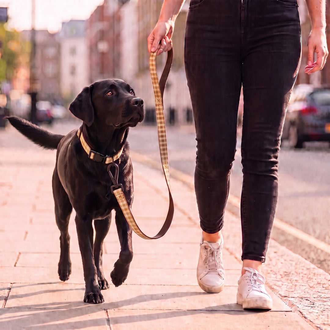 Correa Vichy Bellota para Perro | Vetoven