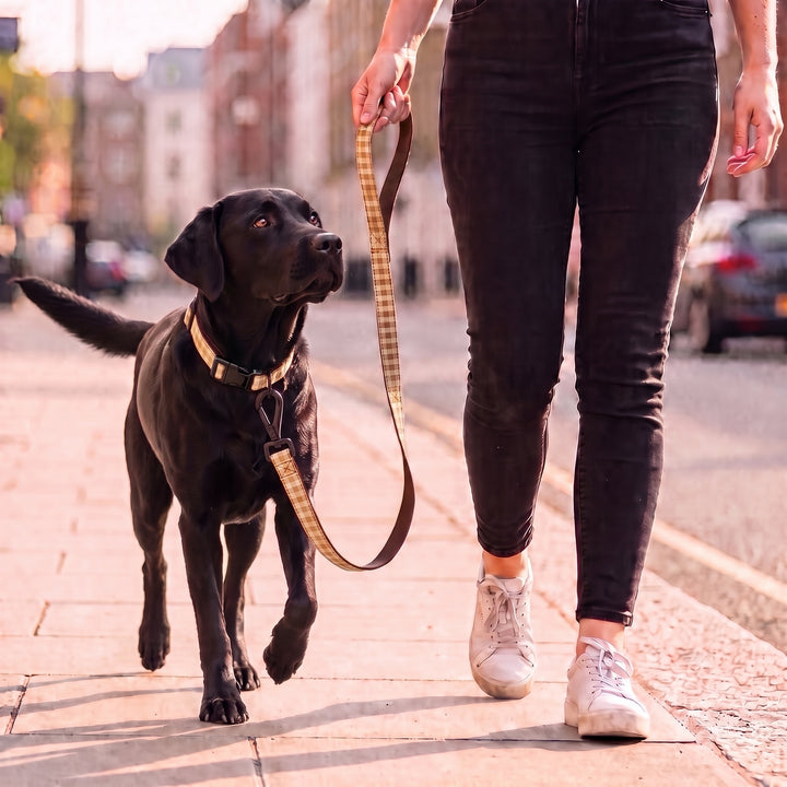 Correa Vichy Bellota para Perro | Vetoven