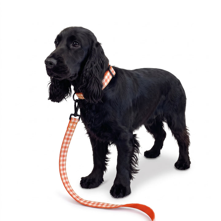 Correa Vichy Calabaza para Perro | Vetoven